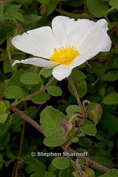 cistus salvifolius 3 graphic